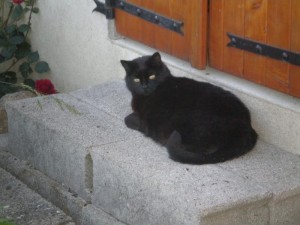 Rappel – Chat perdu (Saint-Vallier)
