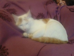 Chat perdu (Montceau)