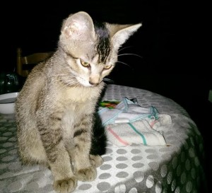 Chat trouvé à Montceau-les-Mines