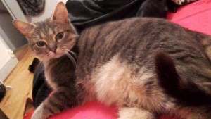 Chat perdu (Montceau)