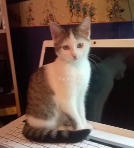 Chat perdu (Saint-Vallier)