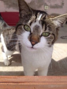 Chat perdu (Montceau)