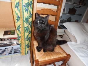 Chat trouvé à Montceau-les-Mines