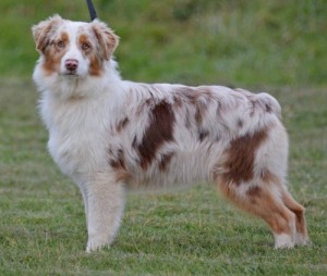 Chien perdu