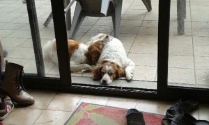 Chien perdu (Toulon sur Arroux)