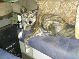 Chien perdu