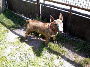 Chien perdu