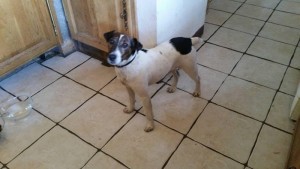 Chien trouvé à Ciry-le-Noble