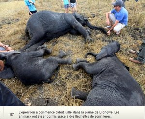Insolite (Afrique)