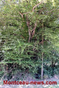 L’entretien des haies sur la commune de Saint-Vallier