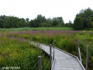 « Balade nature « Les explorateurs du marais » du Pont des Morands »