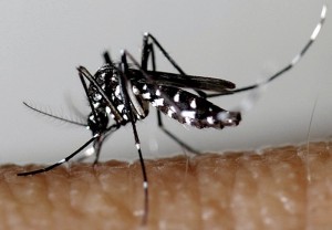 Dispositif adopté contre les arboviroses et le moustique tigre en Saône-et-Loire