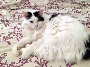 Chat perdu (Saint-Vallier)