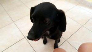 Annonce (animaux)