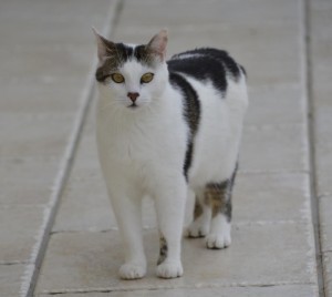 Chat perdu (Blanzy)