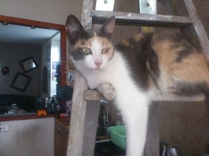 Chat perdu (Montceau)