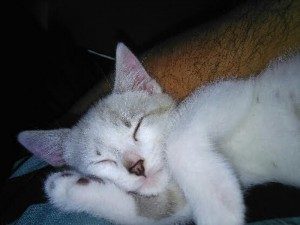 Chat perdu (Saint-Vallier)