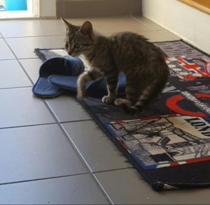 Chat trouvé à Saint-Vallier