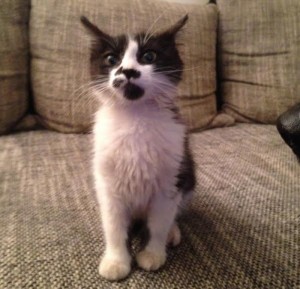 Chat trouvé à Montceau-les-Mines