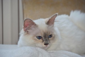 Chat perdu (Pouilloux)