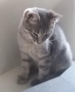 Chat perdu