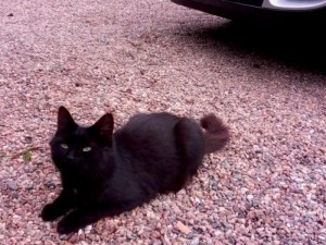 Chat perdu (Ciry-le-Noble)