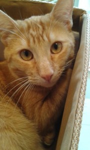 Chat perdu (Perrecy les Forges)