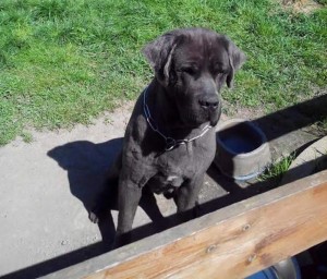 Chien perdu (Montceau)