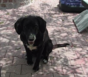 Chien perdu (Montceau)