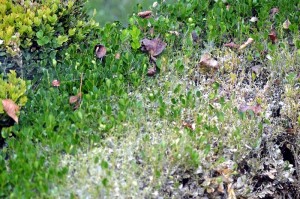 Désastre dans le jardin (Nature – environnement)