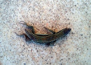 Réactualisé – Saône-et-Loire : Insolite…