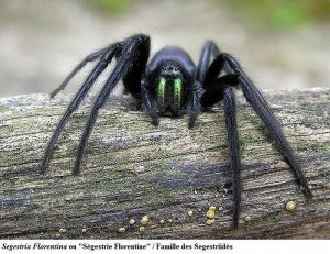 Araignée du soir…