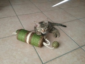Chat perdu