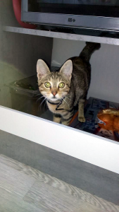Trouvé quartier Salengro (Montceau-les-Mines)