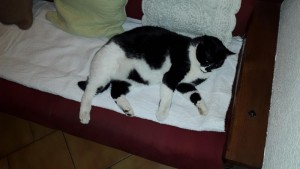 Chat perdu sur la commune de Montceau