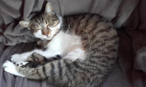Chat perdu