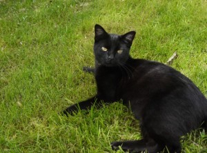 Chat perdu sur la commune de Saint-Vallier