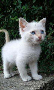 Chat perdu