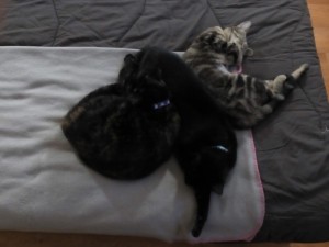 Chat perdu