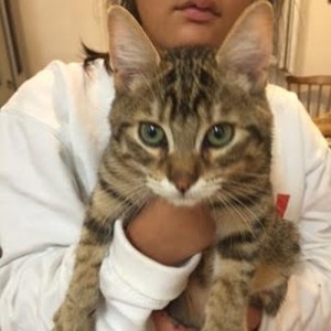 Chat trouvé à Sanvignes