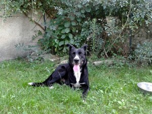 Trouvé au Bois du Verne (Montceau-les-Mines)