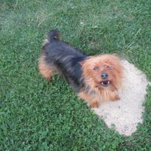 Chien perdu