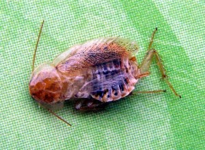 Réactualisé – Insolite (Saône-et-Loire)