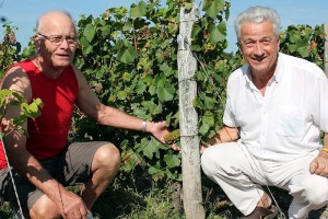 Pas de vendanges cette année à Sanvignes
