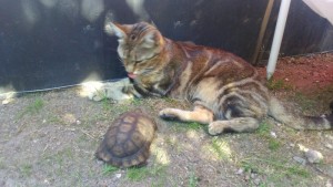 Chat perdu sur la commune de Ciry-le-Noble