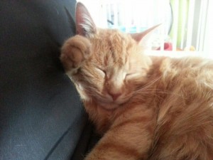 Chat perdu