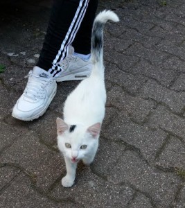Chat perdu