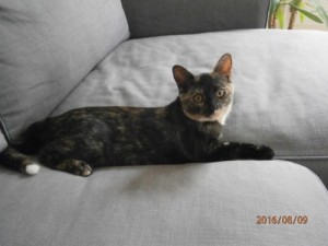 Chat perdu
