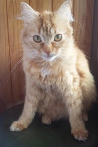Chat perdu
