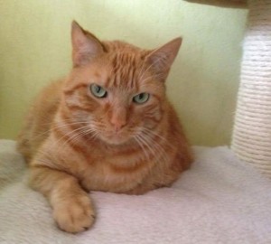 Chat perdu